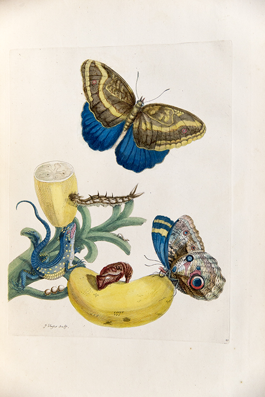 Engraving of Banana with teucer owl butterfly and rainbow whiptail lizard in Maria Merian's 'Dissertation sur la génération et les transformations des insectes de Suriname...', 1726.