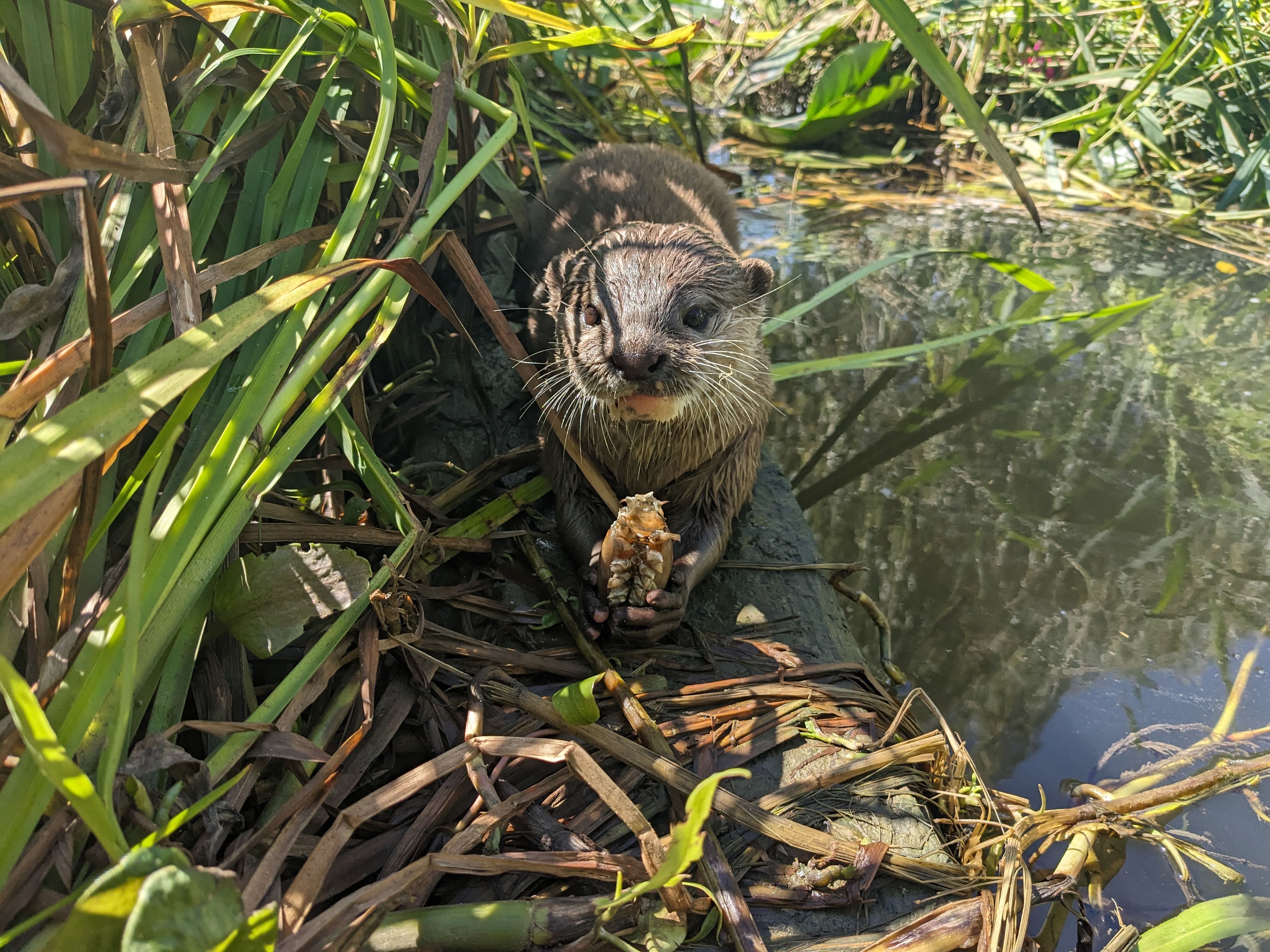 An otter with fish 