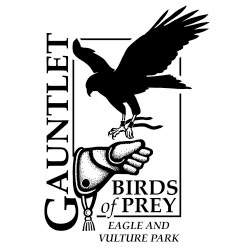 Gauntlet Bird of Prey - Eagle and Vulture Park