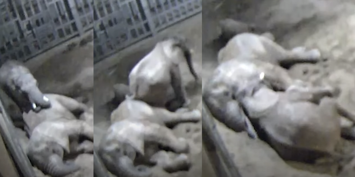 CCTV footage at Noah’s Ark Zoo Farm shows elephants' cosy slumber | BIAZA