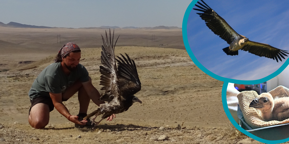 International Vulture Awareness Day - 6 September 2025 | BIAZA