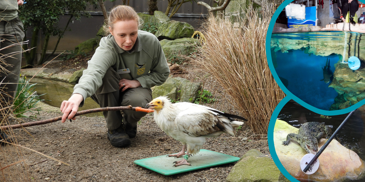 Blog: why recognising animal trainers matters for the future of our ...