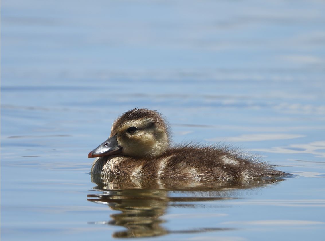 I Made The WORLD'S FASTEST DUCK!