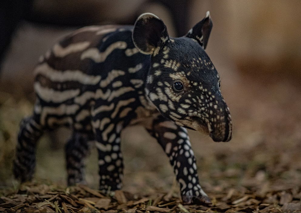 Chester Zoo welcomes birth of 'precious' rare Malayan tapir | BIAZA