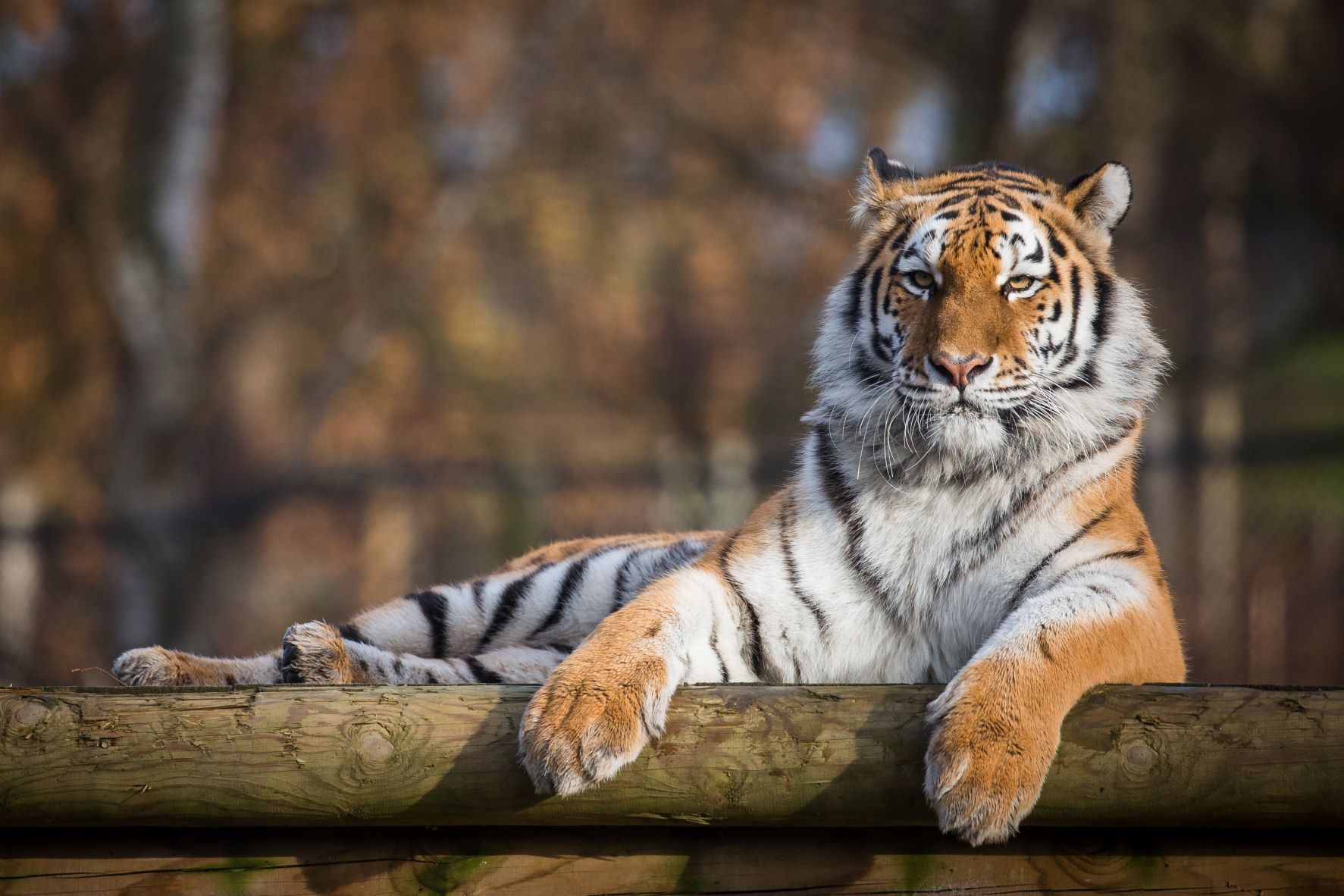 Tiger cubs explore their enclosure at Norfolk zoo - The Irish News