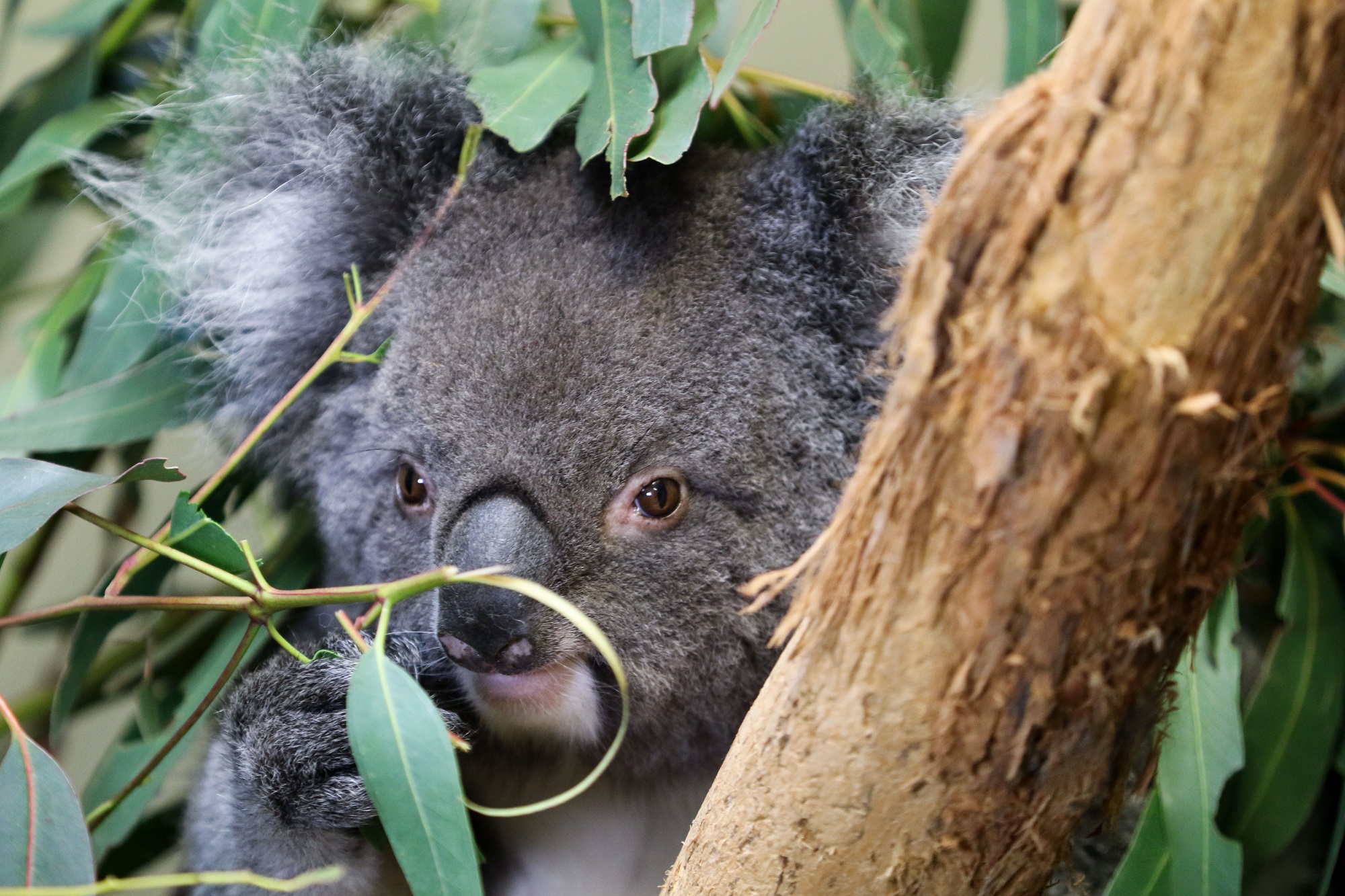 Koala%20at%20Cleland%20Wildlife%20Park%20PIC%20Russell%20Millard%20(2000x1333).jpg