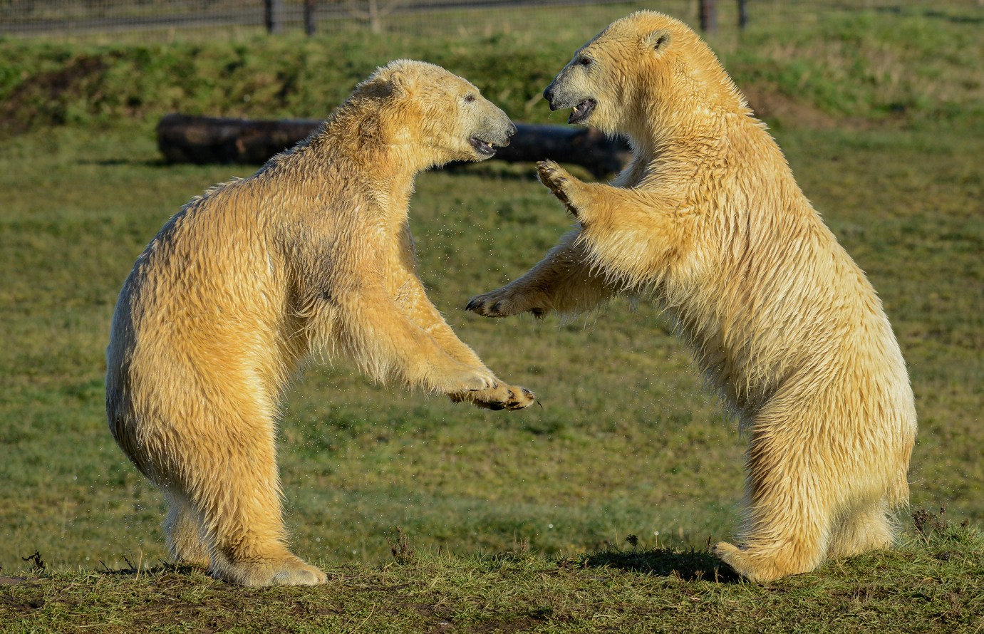 Yorkshire Wildlife Park Praised for their Polar Bear Conservation | BIAZA