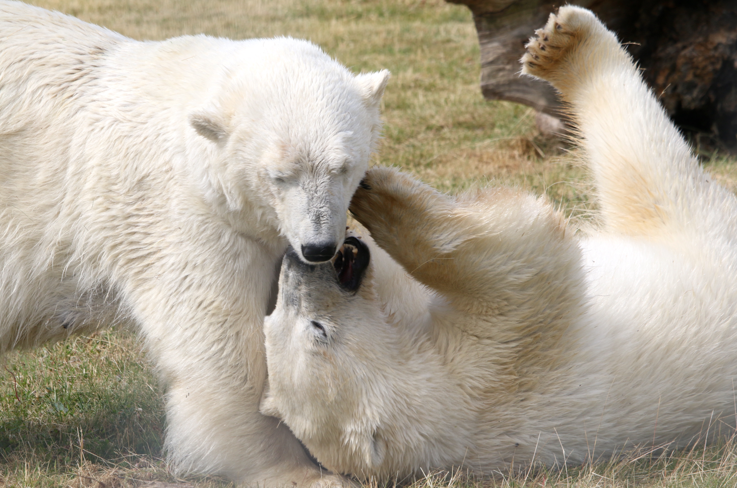Polar Bears on the move at Yorkshire Wildlife Park | BIAZA