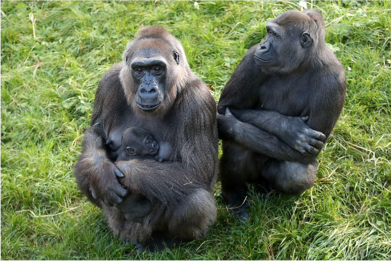 A critically endangered species of gorilla has been born at Belfast Zoo