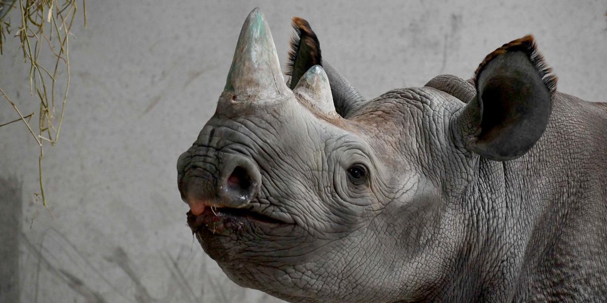 Yorkshire Wildlife Park welcomes new endangered rhino | BIAZA