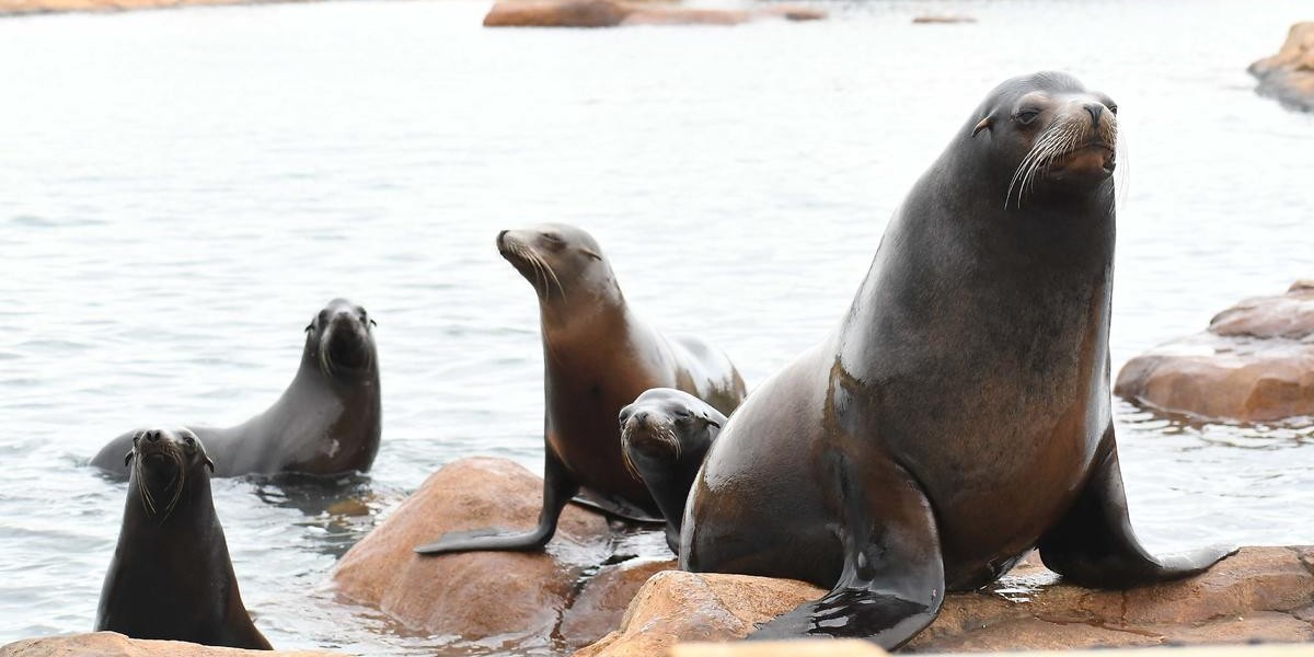 New Family of Sea Lions making a splash at Yorkshire Wildlife Park | BIAZA