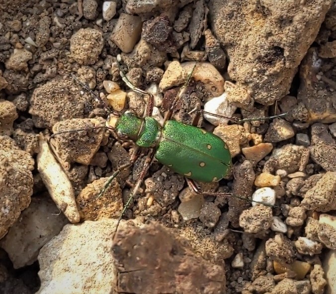 First Green Tiger Beetles Bred in Captivity Emerge as Adults | BIAZA