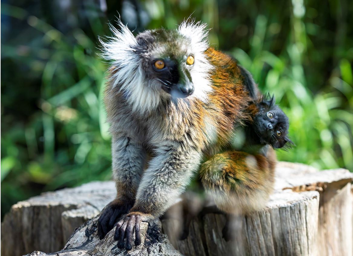 Sparsholt celebrates birth of endangered Black Lemur baby | BIAZA