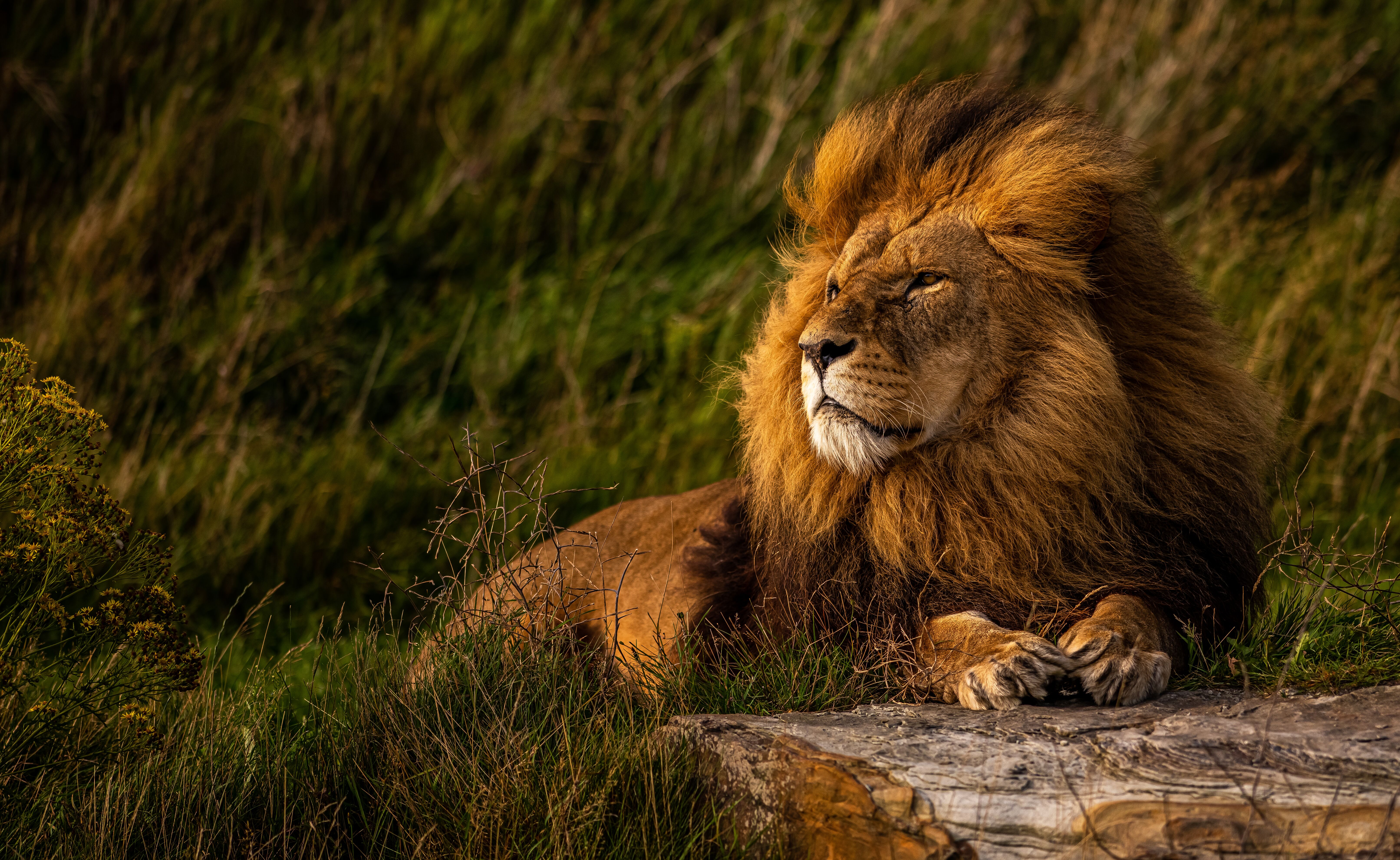 Yorkshire Wildlife Park celebrates ten years since its landmark