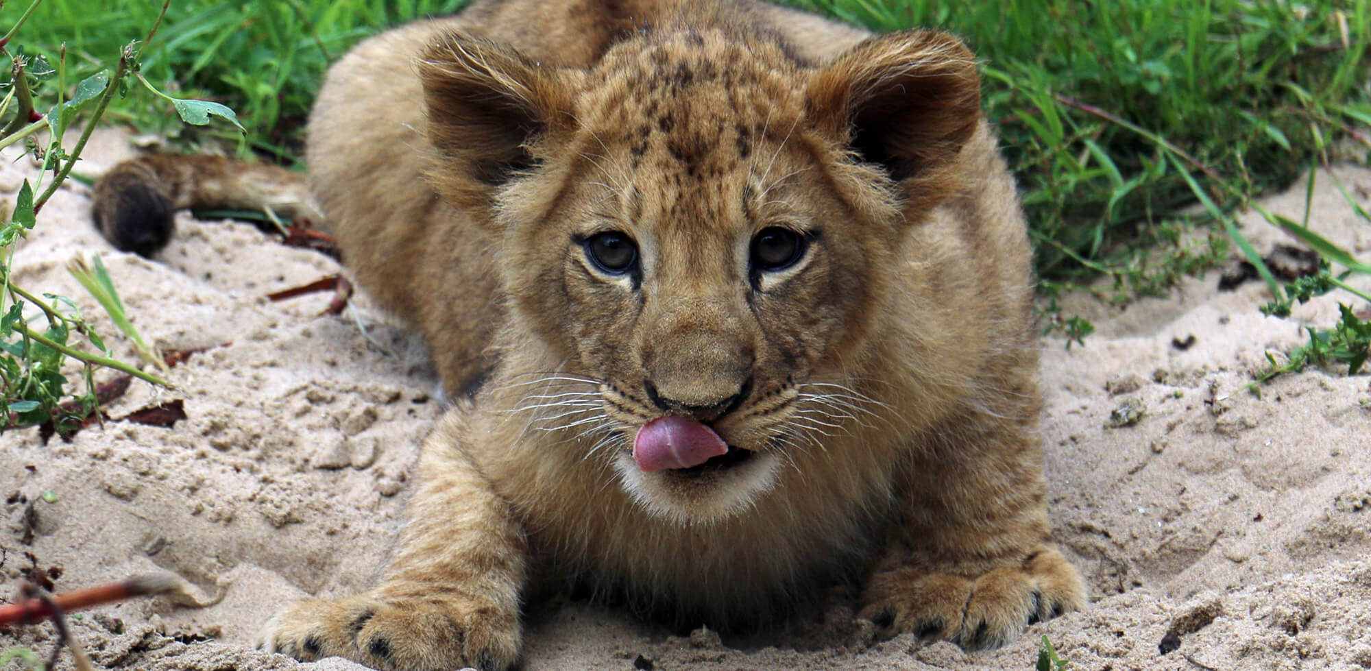 Animal care & management