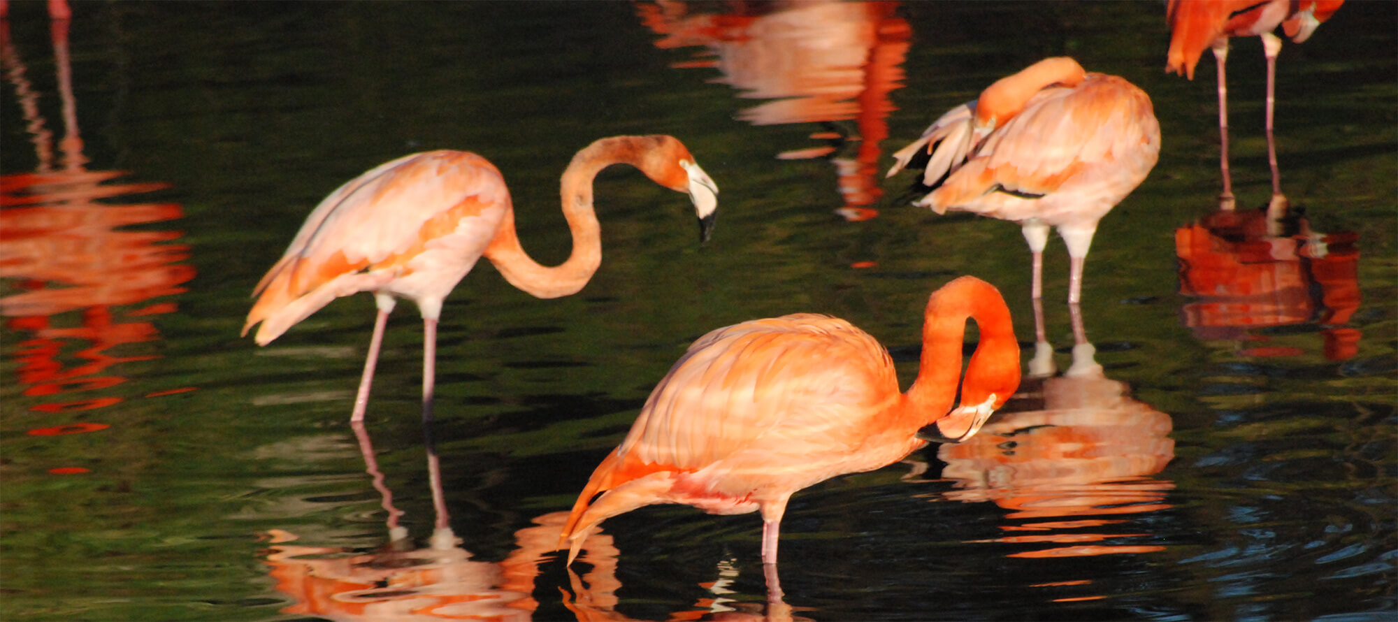 BIAZA Executive Office