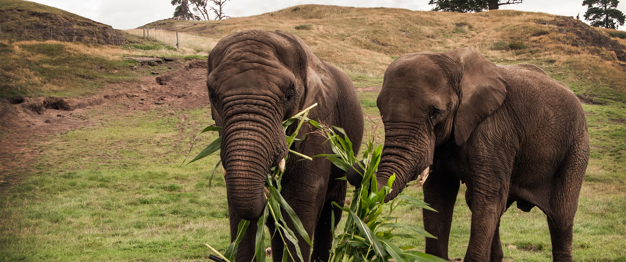 Elephant Welfare Group Data Collection