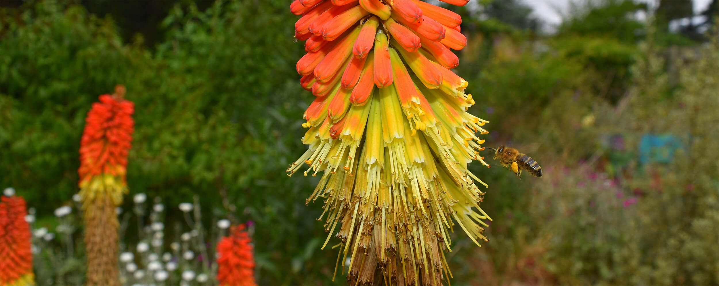 Plant care & management