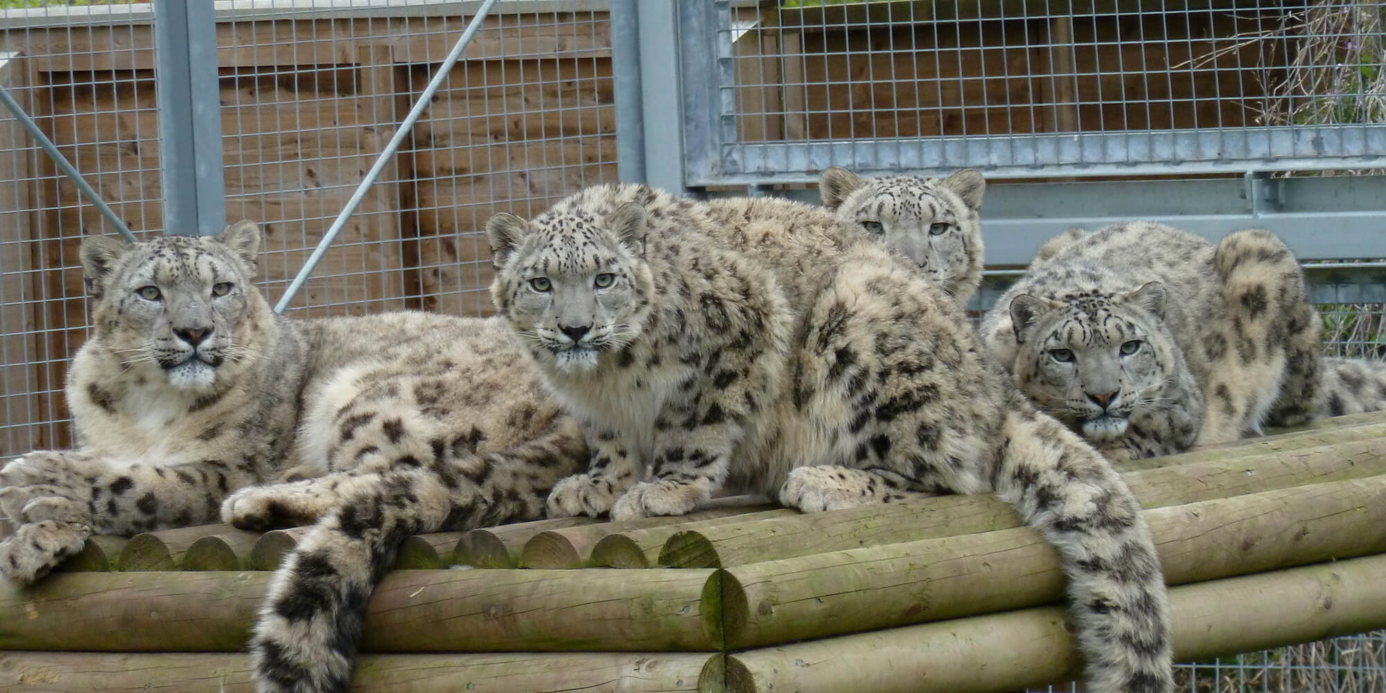 Conservation breeding