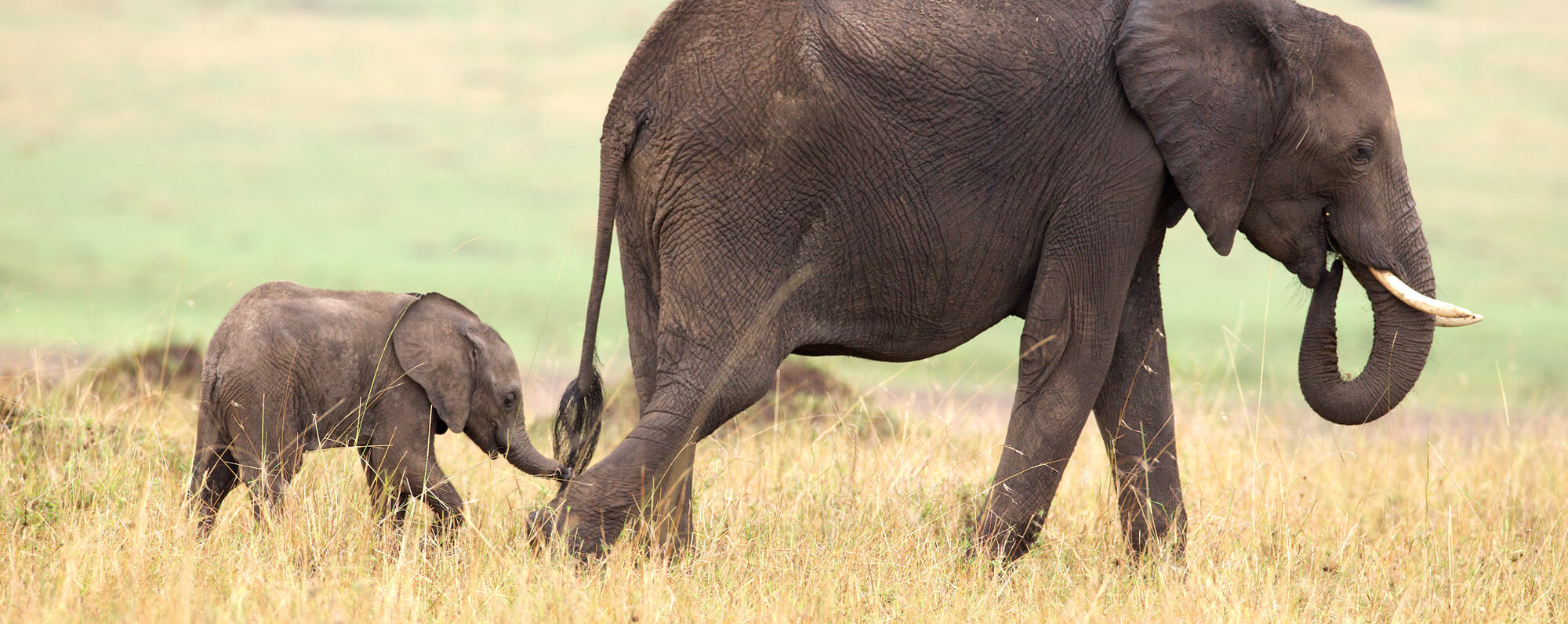 Animal Welfare Projects