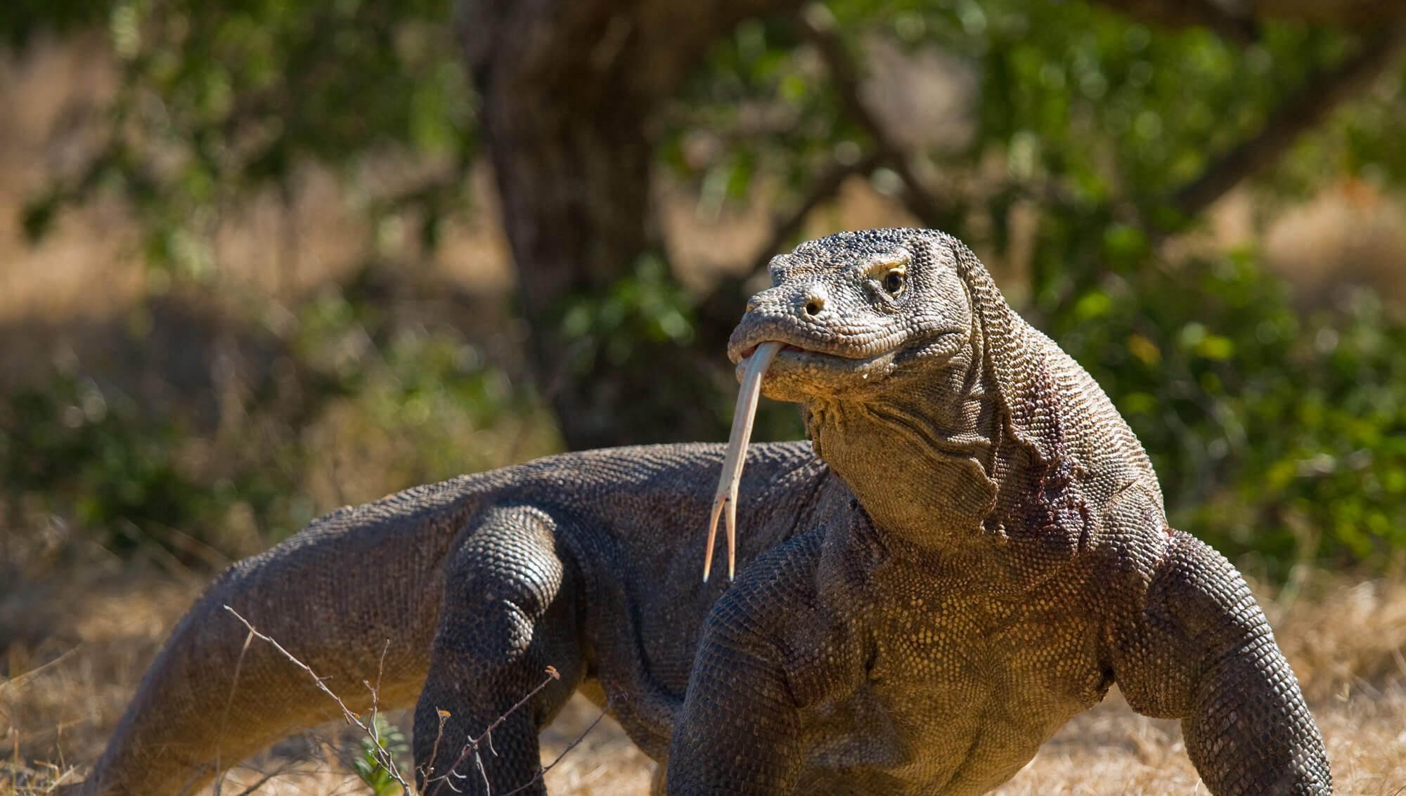 parthenogenesis-in-komodo-dragons-biaza