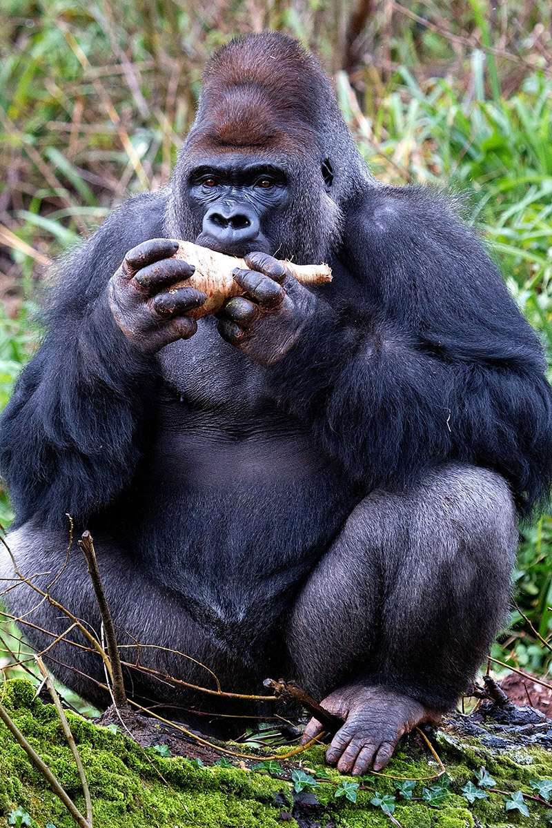 What Would You Feed A Gorilla Biaza