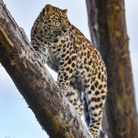 Leopard Heights