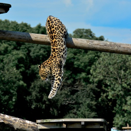 Leopard Heights
