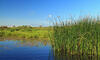 Creation of water treatment reedbed system and associated Native Wildlife Habitat