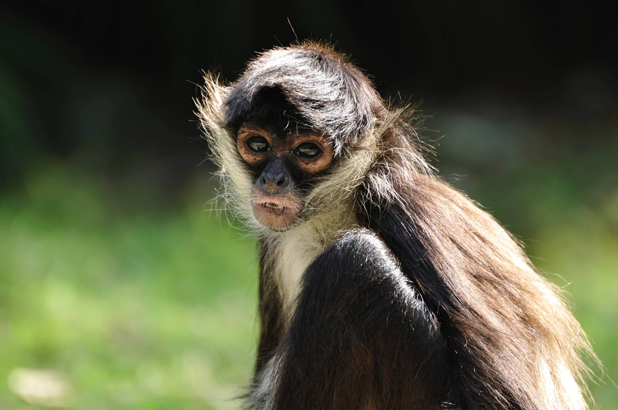 welfare-of-spider-monkeys-biaza