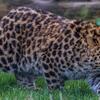 Amur Leopard – Panthera pardus orientalis