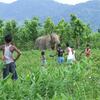 Assam Haathi Project