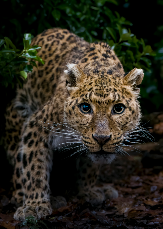 Within 30 seconds of getting to her habitat, Atara the Leopard appeared out of the bushes with her eyes locked onto photographer Cam Whitnall, allowing for this photo. 
