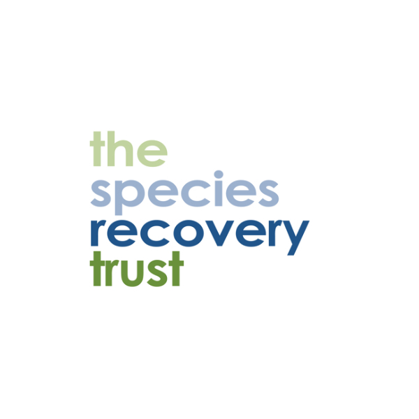 Lifeart logo with octopus illustration