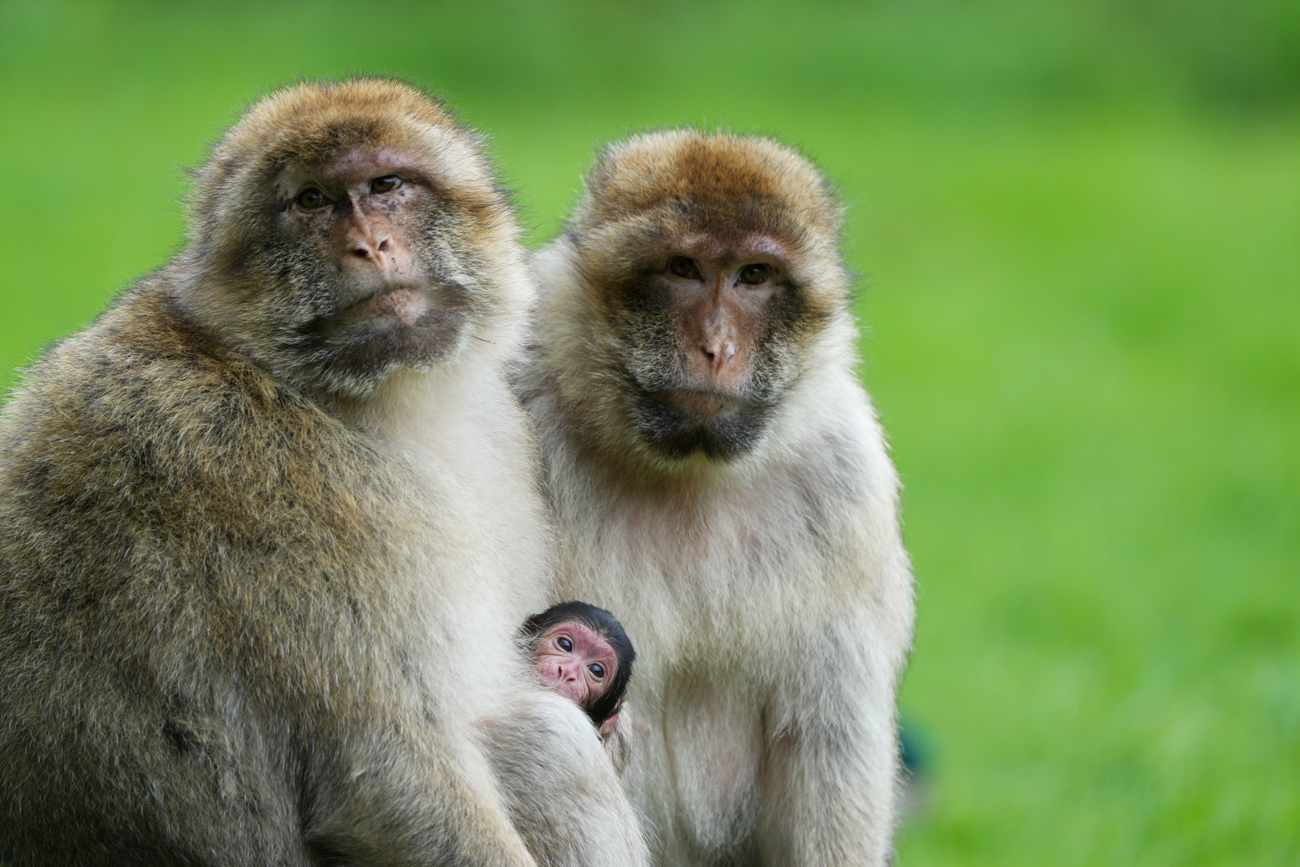 new born barbary macaque with two adult macaques at Monkey Forest