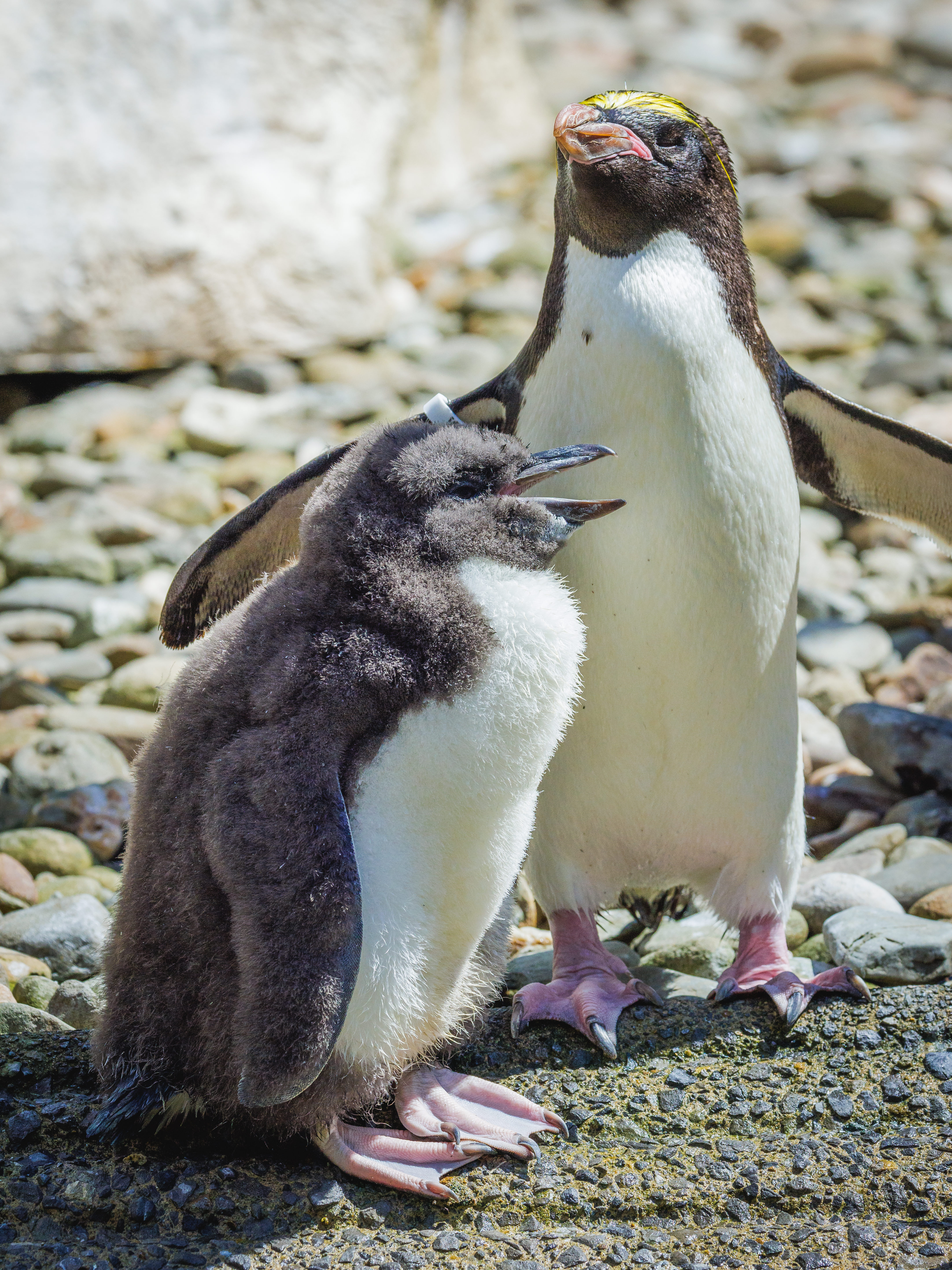 Ravioli the chick alongside an adult penguin at Folly Farm