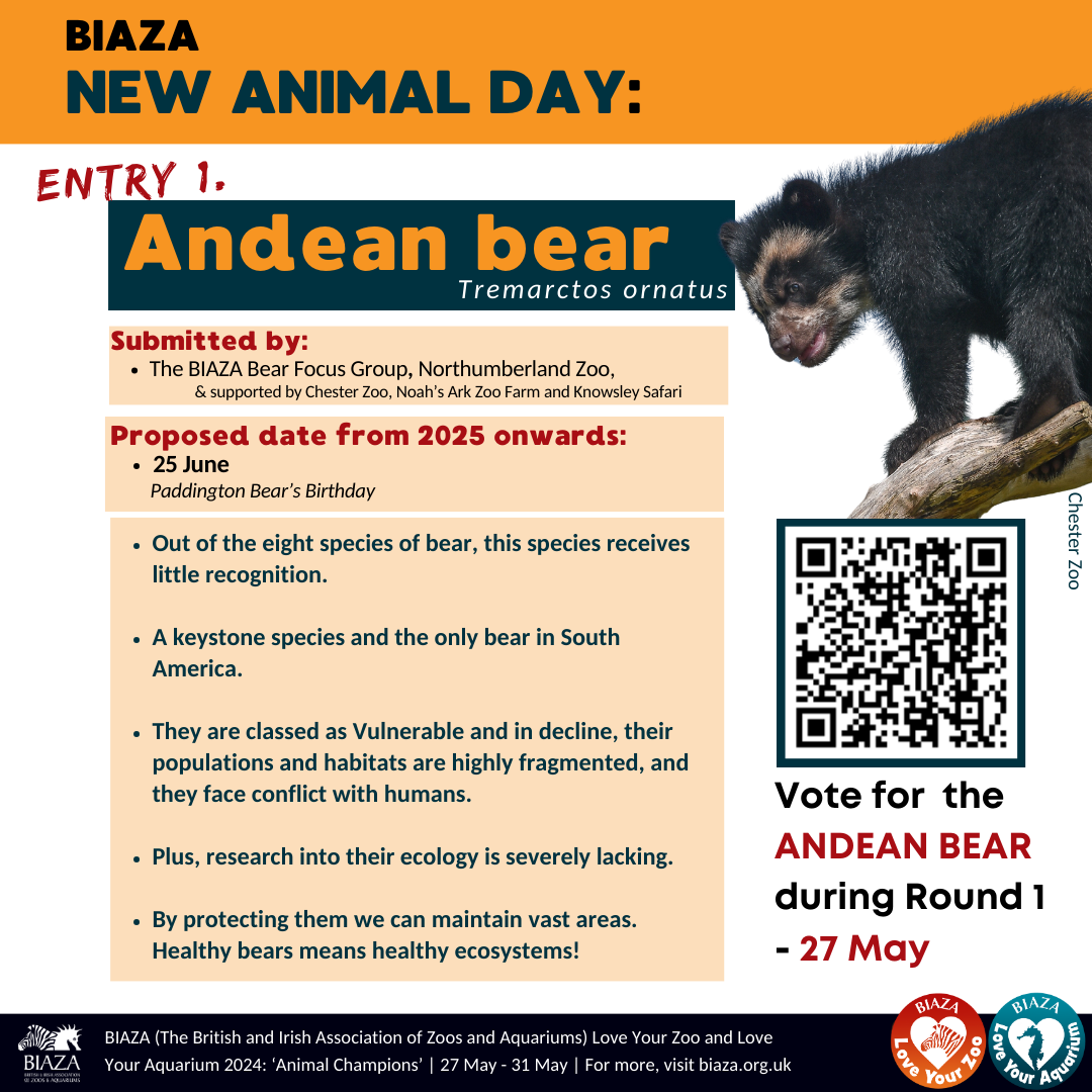 Out of the eight species of bear, this species receives little recognition.   A keystone species and the only bear in South America.   They are classed as Vulnerable and in decline, their populations and habitats are highly fragmented, and they face conflict with humans.   Plus, research into their ecology is severely lacking.  By protecting them we can maintain vast areas. Healthy bears means healthy ecosystems!
