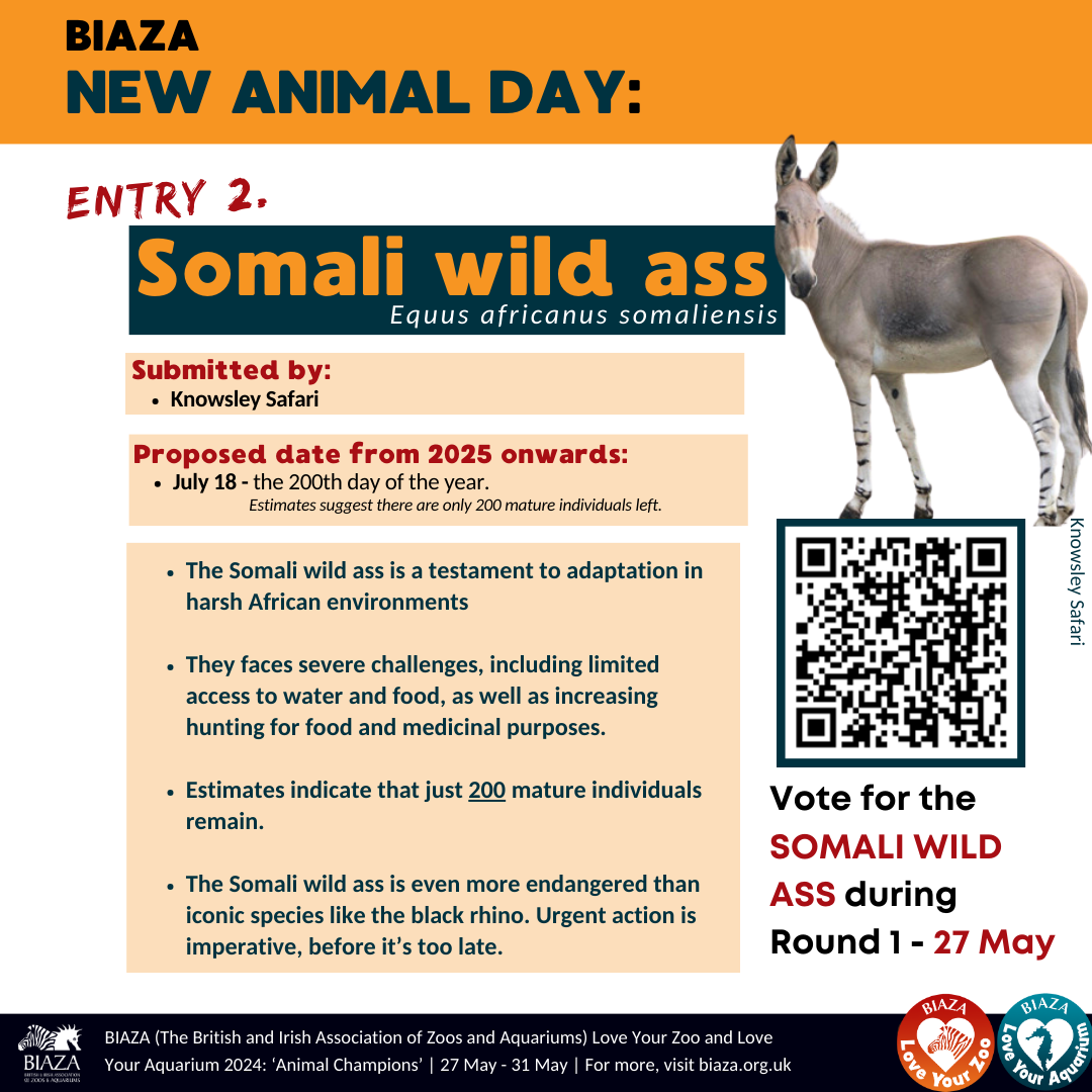 The Somali wild ass is a testament to adaptation in harsh African environments  They faces severe challenges, including limited access to water and food, as well as increasing hunting for food and medicinal purposes.   Estimates indicate that just 200 mature individuals remain.  The Somali wild ass is even more endangered than iconic species like the black rhino. Urgent action is imperative, before it’s too late.