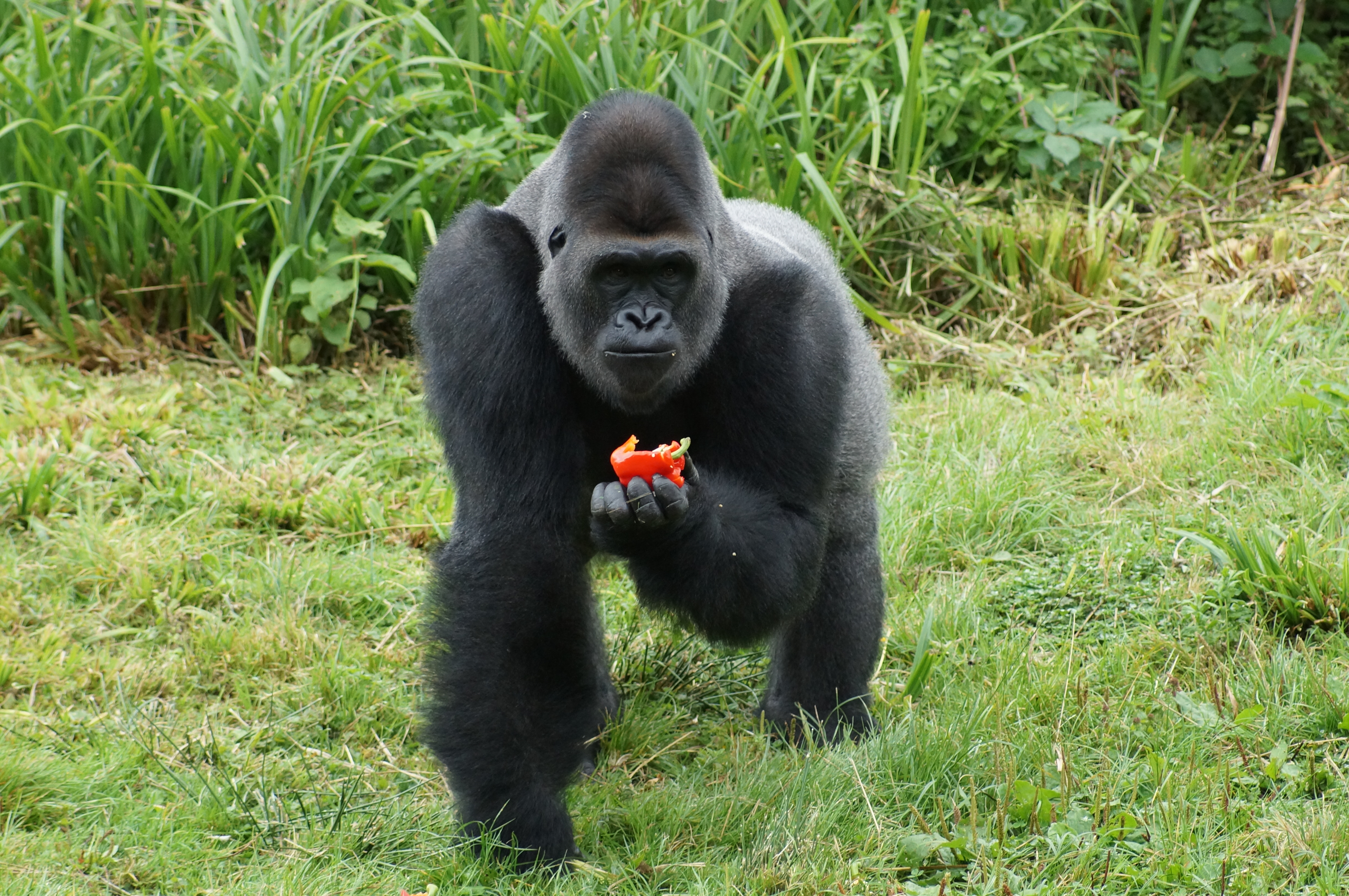 Gorilla at Paignton Zoo