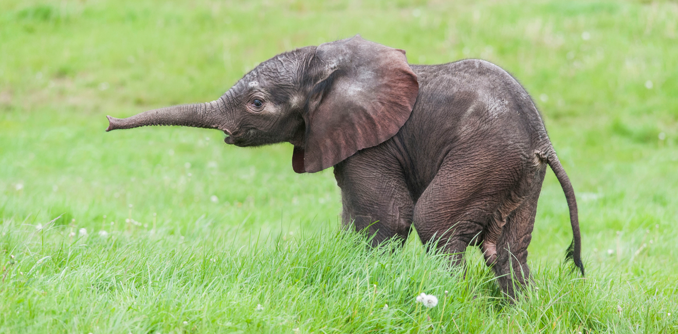 Sutton the elephant as a calf, his trunk outstretched in a straight line pointing right 