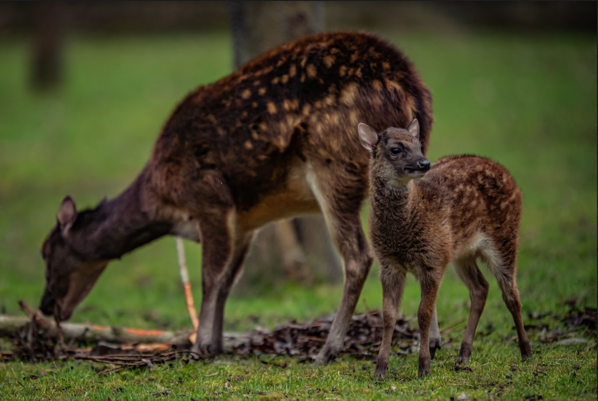 Near extinct' deer born at Chester Zoo | BIAZA