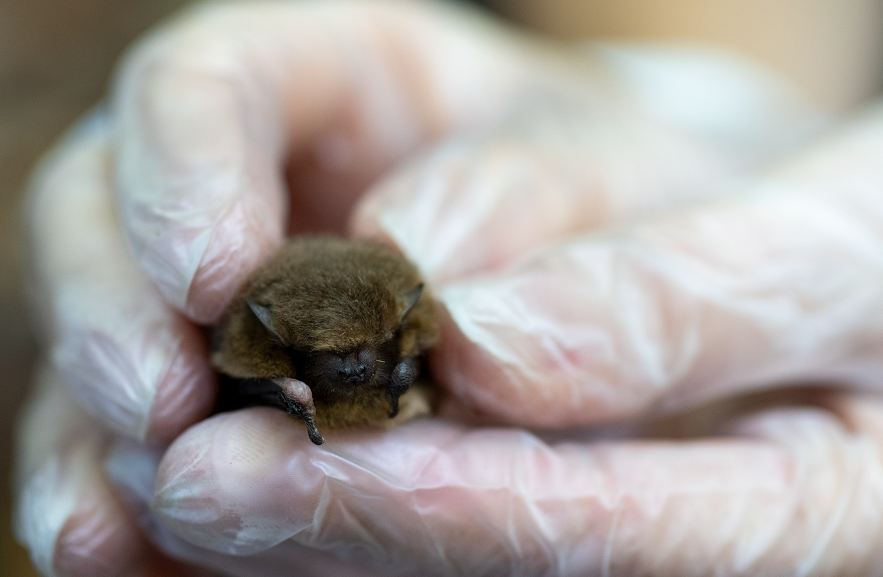Rare pipistrelle bat which is one of the many UK species the Nature Recovery Corridor is helping to thrive