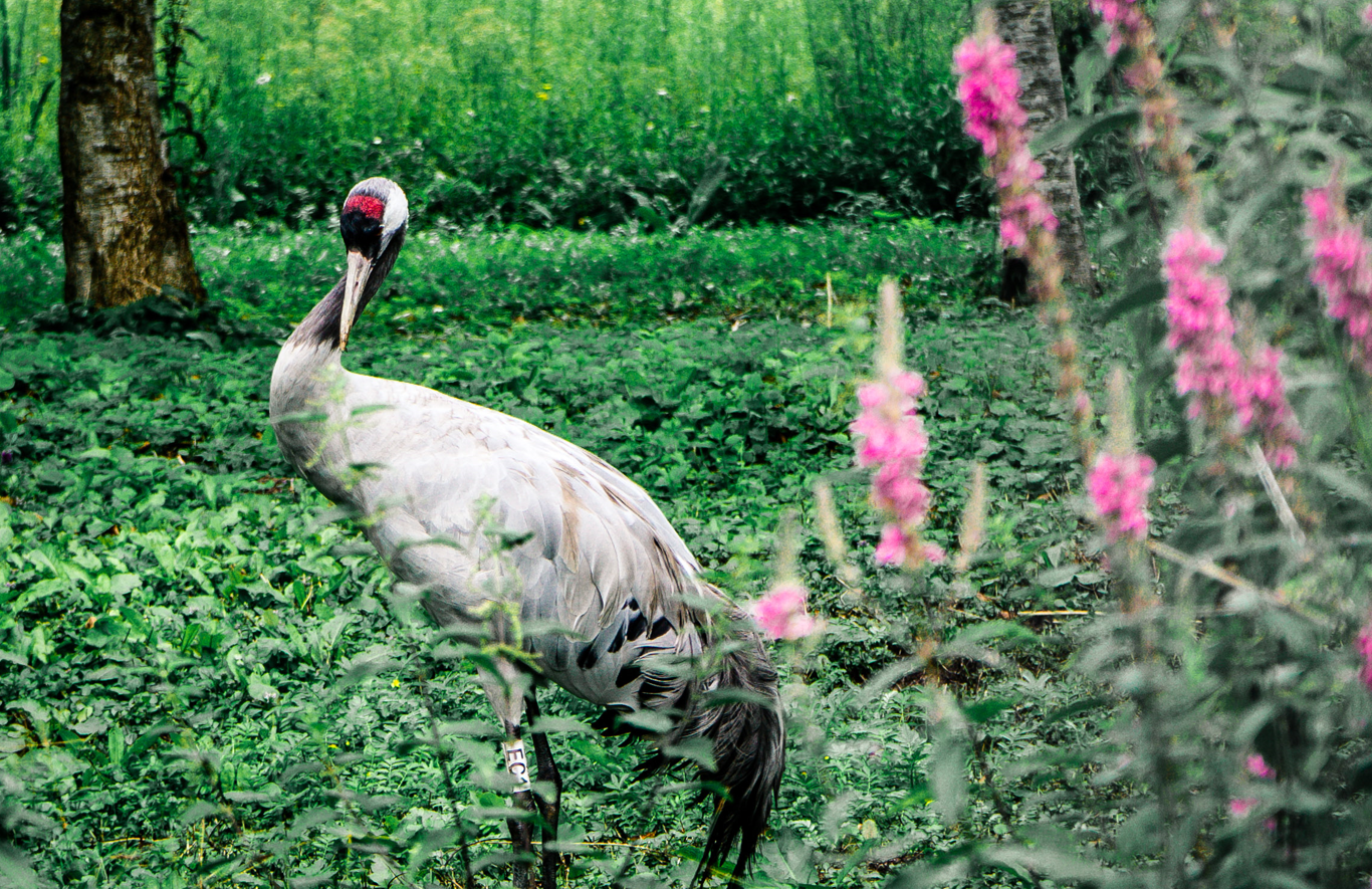 Common Crane standing among foliage and foxgloves photographed by Amy Alsop (WWT)